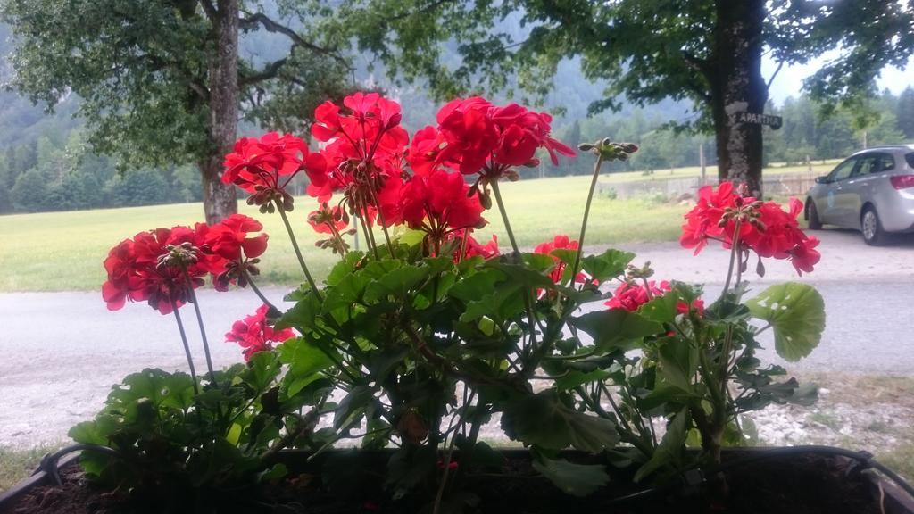 Turisticna Kmetija Psnak Daire Mojstrana Dış mekan fotoğraf