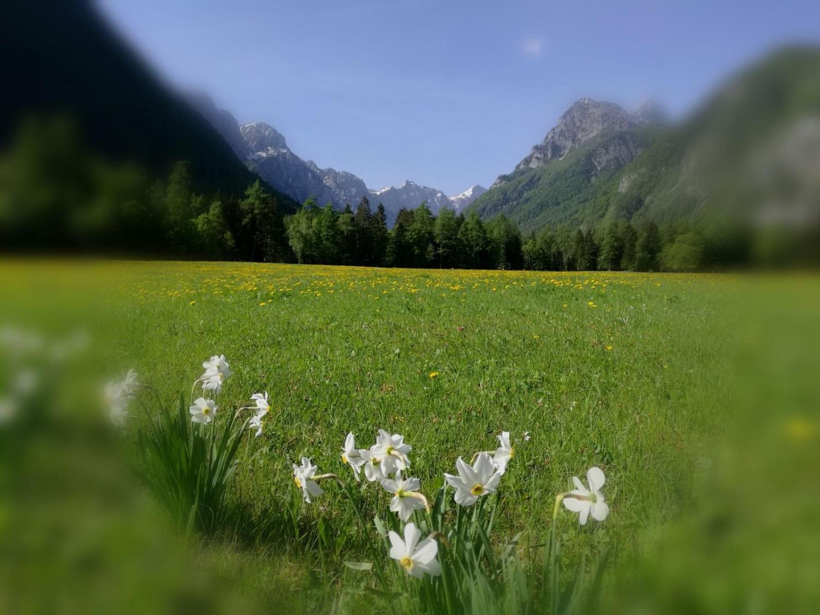 Turisticna Kmetija Psnak Daire Mojstrana Dış mekan fotoğraf