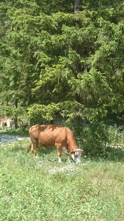 Turisticna Kmetija Psnak Daire Mojstrana Dış mekan fotoğraf